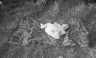 neg. Baby on blanket